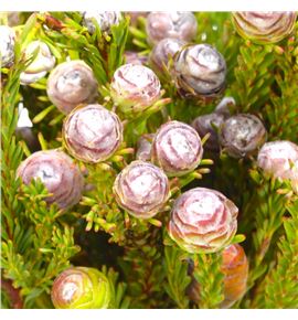 Kaaps kapokbos 40 - KAAKAP