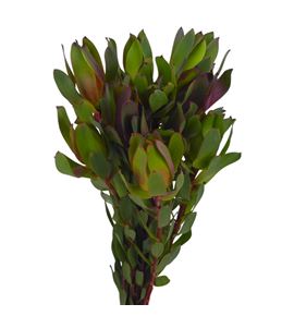 Kaaps senorita 40 - KAASEN