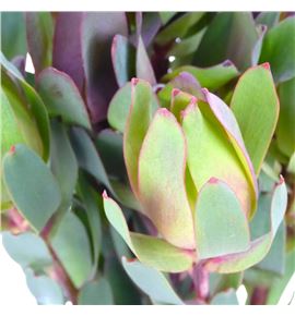 Kaaps senorita 40 - KAASEN