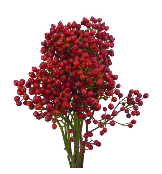 Rozen autumn passoa 70 - ROZAUTPAS