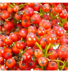 Rozen autumn passoa 70 - ROZAUTPAS