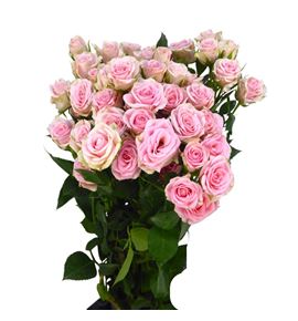 Rs ramificada severina 60 - RTRSEV