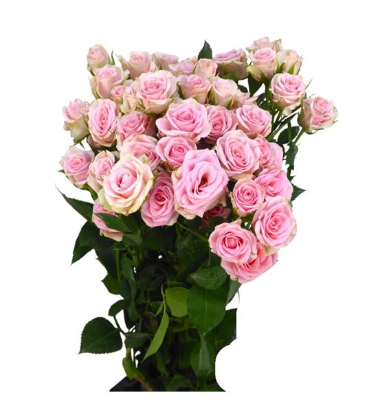 Rs ramificada severina 60 - RTRSEV