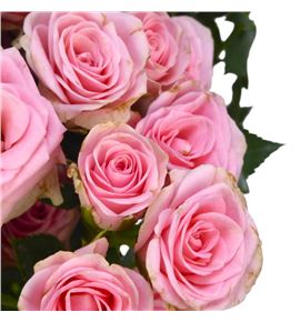 Rs ramificada severina 60 - RTRSEV