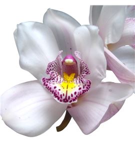 Cymb noorderlicht x6 - CYMBNOO