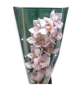 Cymb noorderlicht x6 - CYMBNOO