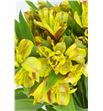Alstroemeria fancy amarilla - ALSEAMA1
