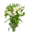 Alstroemeria fancy blanca - ALSEBLA