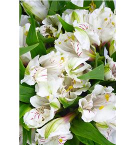 Alstroemeria fancy blanca - ALSEBLA