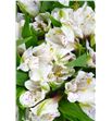 Alstroemeria fancy blanca - ALSEBLA1