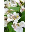 Alstroemeria fancy blanca - ALSEBLA2