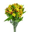 Alstroemeria standar amarilla - ALSEAMA