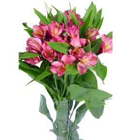 Alstroemeria standar fucsia - ALSEFUC