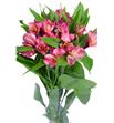 Alstroemeria standar fucsia - ALSEFUC