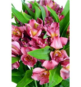 Alstroemeria standar fucsia - ALSEFUC