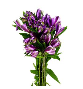 Alstroemeria standar malva - ALSFCYMAL