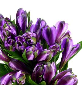 Alstroemeria standar malva - ALSFCYMAL
