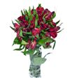 Alstroemeria standar rojo - ALSEROJ