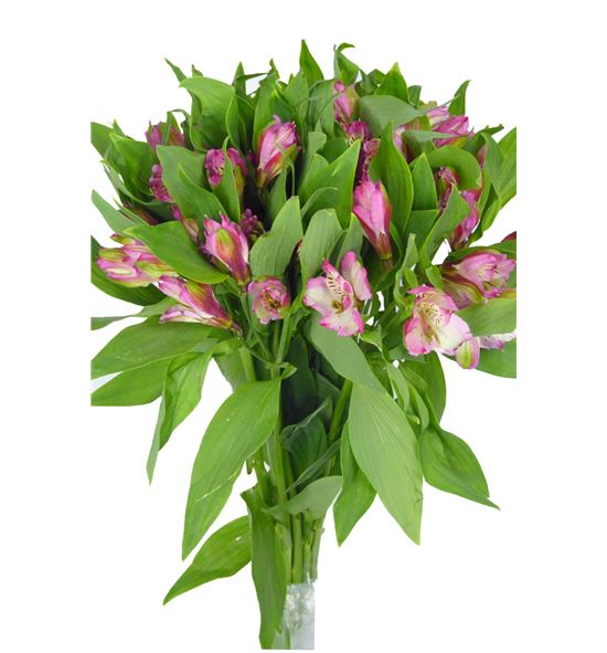 Alstroemeria standar rosa - ALSEROS