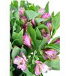 Alstroemeria standar rosa - ALSEROS1