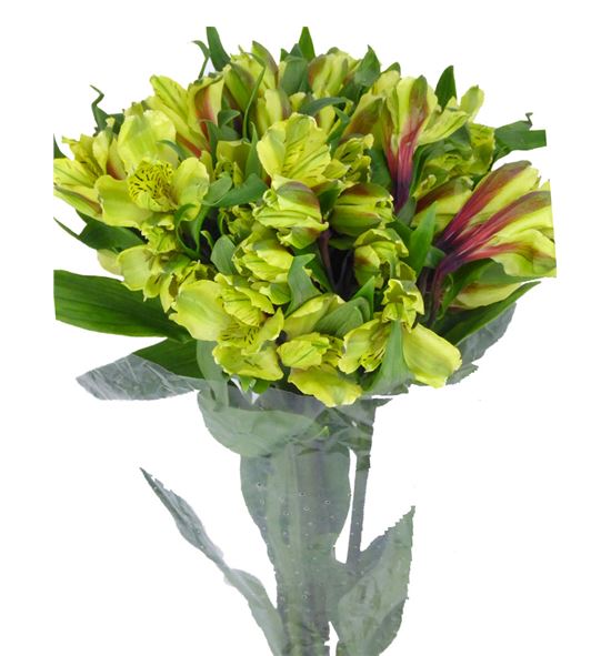 Alstroemeria standar verde - ALSEVER