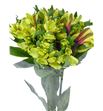 Alstroemeria standar verde - ALSEVER