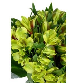Alstroemeria standar verde - ALSEVER