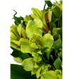Alstroemeria standar verde - ALSEVER2