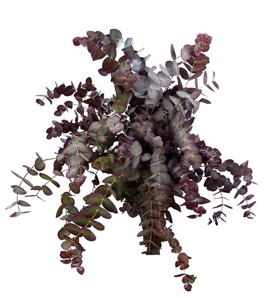 Eucaliptus cinerea rojo natural 50cm - EUCINROJNAT