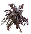 Eucaliptus cinerea rojo natural 50cm - EUCINROJNAT