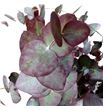 Eucaliptus cinerea rojo natural 50cm - EUCINROJNAT1