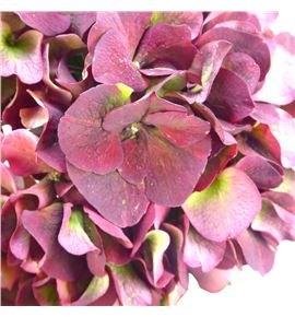 Hydr ruby red classic 50 - HYDRUBREDCLA