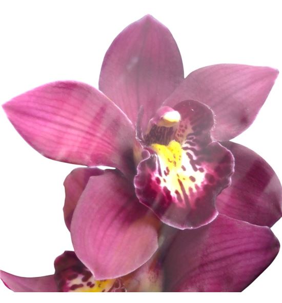 Cymb risto x6 - CYMBRIS1