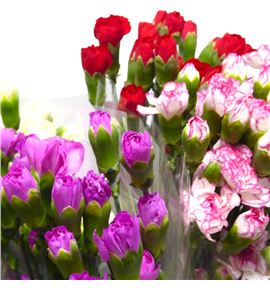 Clavel mini mixto - CLAMMIX