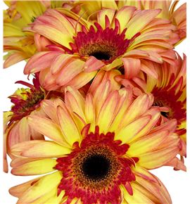 Gerbera lemonade - GERLEM