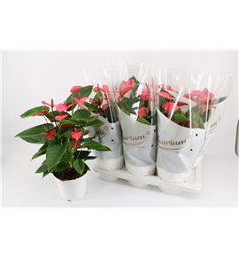 Pl. anthurium pink champion 60cm x6 - ANTPINCHA61760