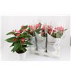 Pl. anthurium pink champion 60cm x6 - ANTPINCHA61760