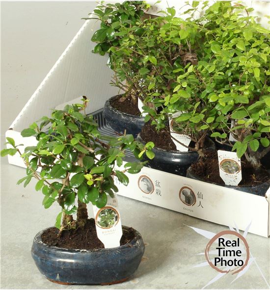 Pl. bonsai mixto 23cm x5 - BONMIX51623