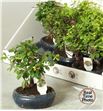 Pl. bonsai mixto 23cm x5 - BONMIX51623