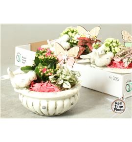 Pl. composicion planta interior 20cm x3 - COMPLAINT32320