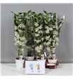 Pl. dendrobium nobile star class apollo 55cm x6 - DENNOBSTA61265