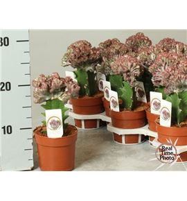 Pl. euphorbia diverso cristata 25cm x18 - EUPDIVCRI1851025