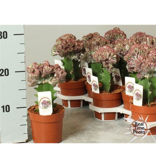 Pl. euphorbia diverso cristata 25cm x18 - EUPDIVCRI1851025