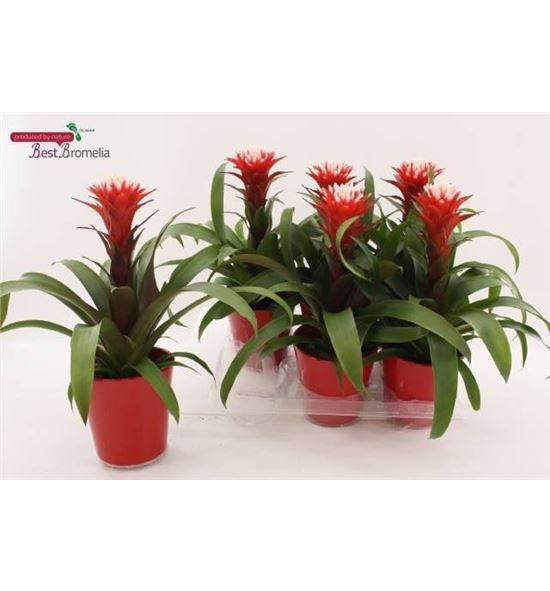 Pl. guzmania hope 42cm x6 - GUZHOP61342