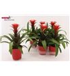 Pl. guzmania hope 42cm x6 - GUZHOP61342