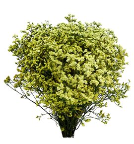 Limonium china summer 80 - LIMEASDIA