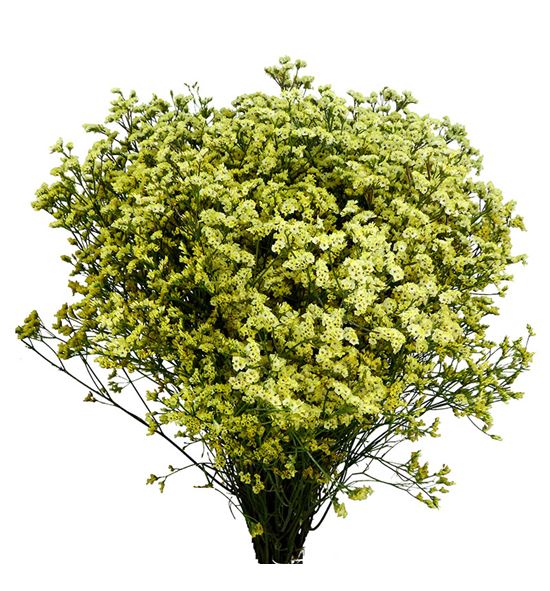 Limonium china summer 80 - LIMEASDIA