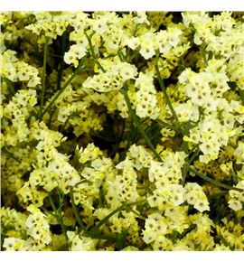 Limonium china summer 80 - LIMEASDIA