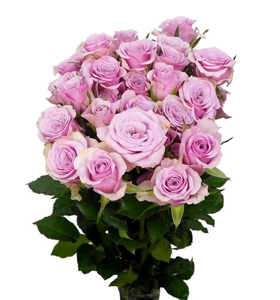 Rs ramificada leila 80 - RTRLEI