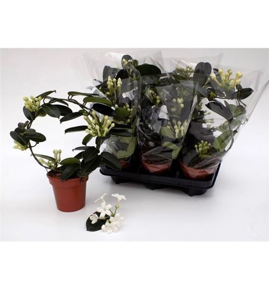 Pl. stephanotis floribunda 40cm x8 - STEFLO81240
